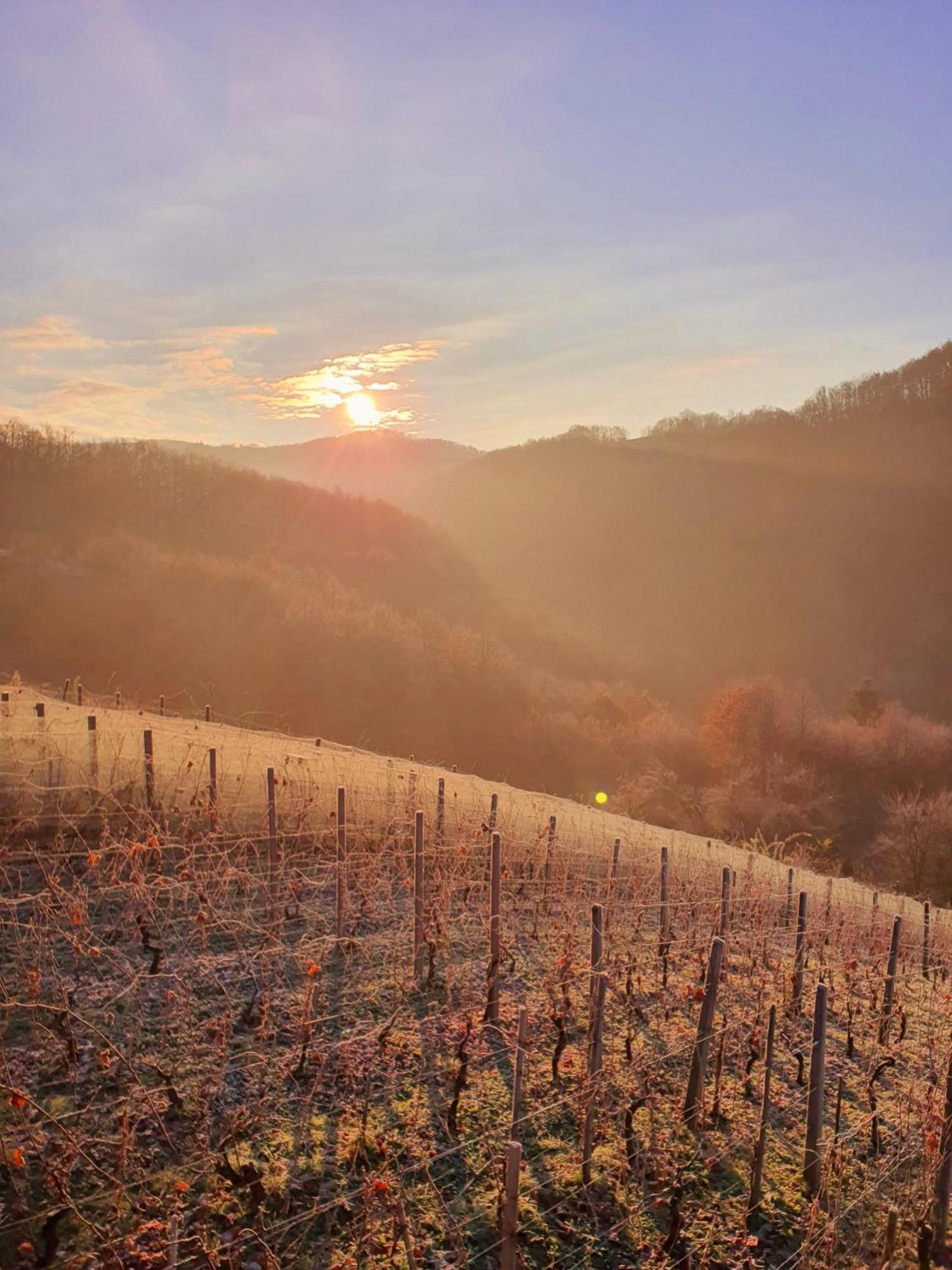 Vineyard Cottage Matej Trebnje Exterior foto